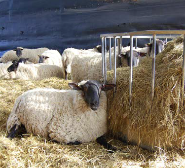 sheep in a pen